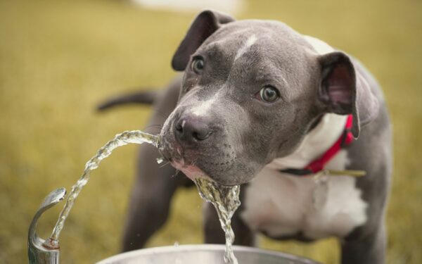 Daily hydration for dogs: practical ways to keep your pet well watered
