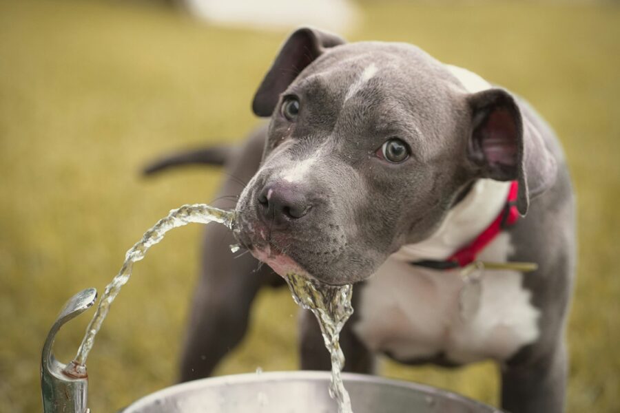 Daily hydration dogs practical ways keep your pet