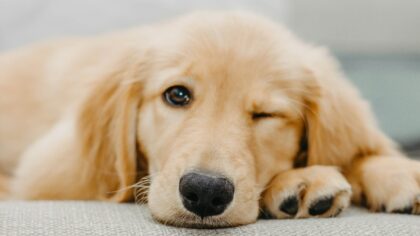 Dog shedding basics and how your pet’s coat reflects their wellbeing