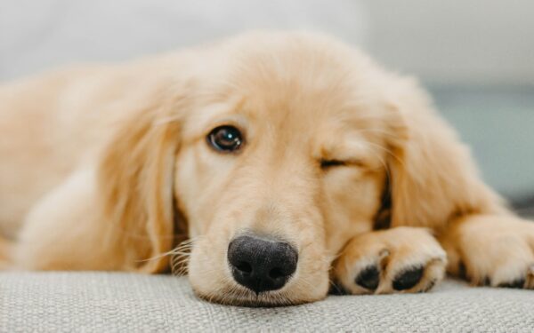 Dog shedding basics and how your pet’s coat reflects their wellbeing