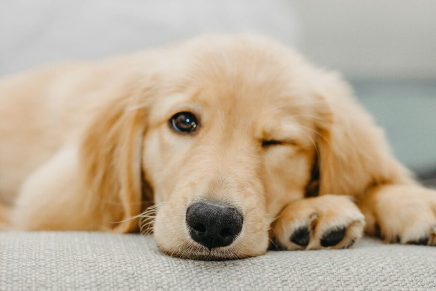 Golden retriever shedding fur couch