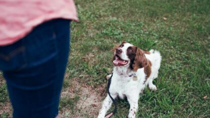 Dogs and strangers: practical steps for calmer greetings and safer interactions