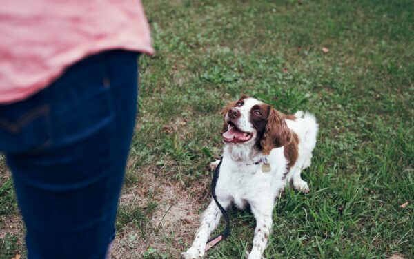 Dogs and strangers: practical steps for calmer greetings and safer interactions