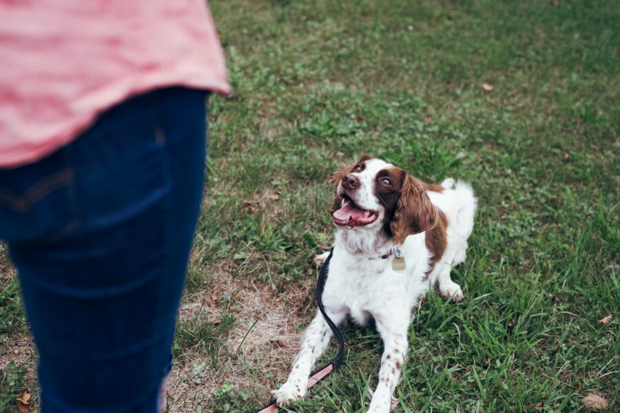 Dogs strangers practical steps calmer greetings safer interactions