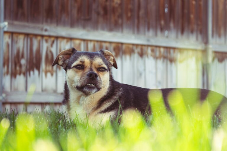 Nervous dog owner outside