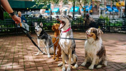 Early social skills for young dogs in the first months together