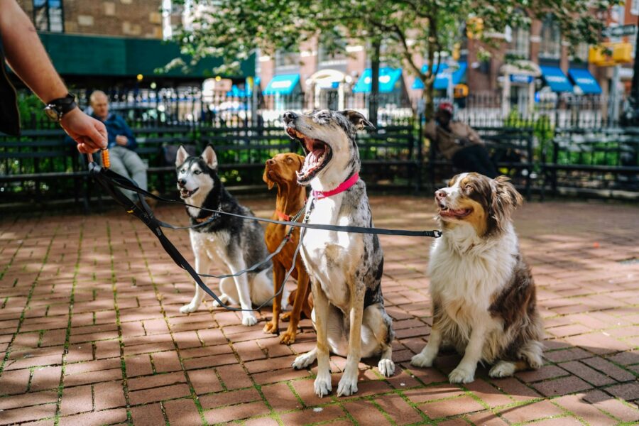 Young dog socialization park leash