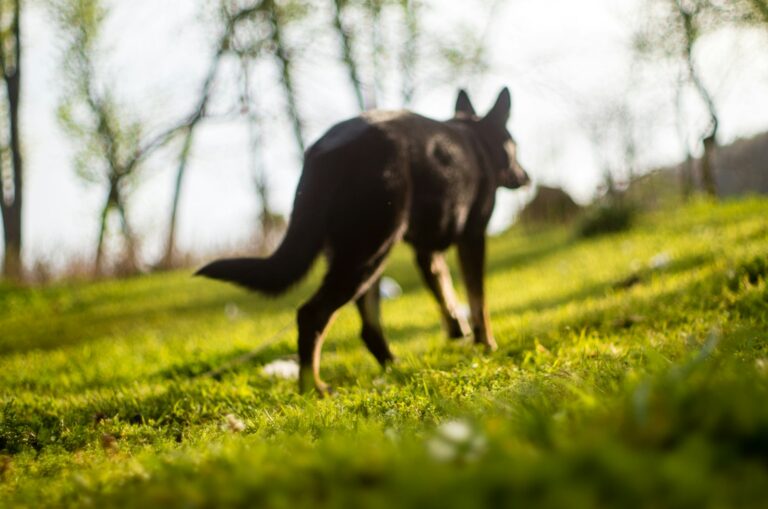 Older dog walking grass