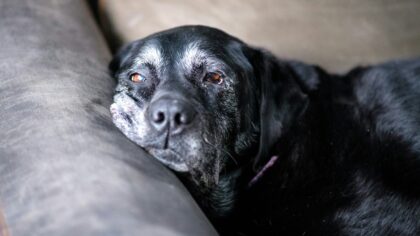 Everyday care tips to keep your senior dog comfortable and active