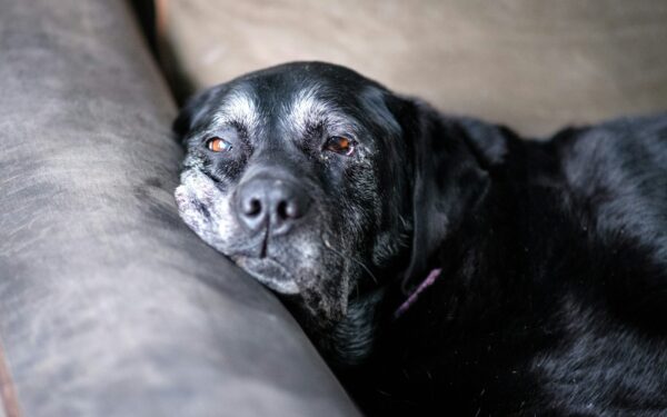 Everyday care tips to keep your senior dog comfortable and active