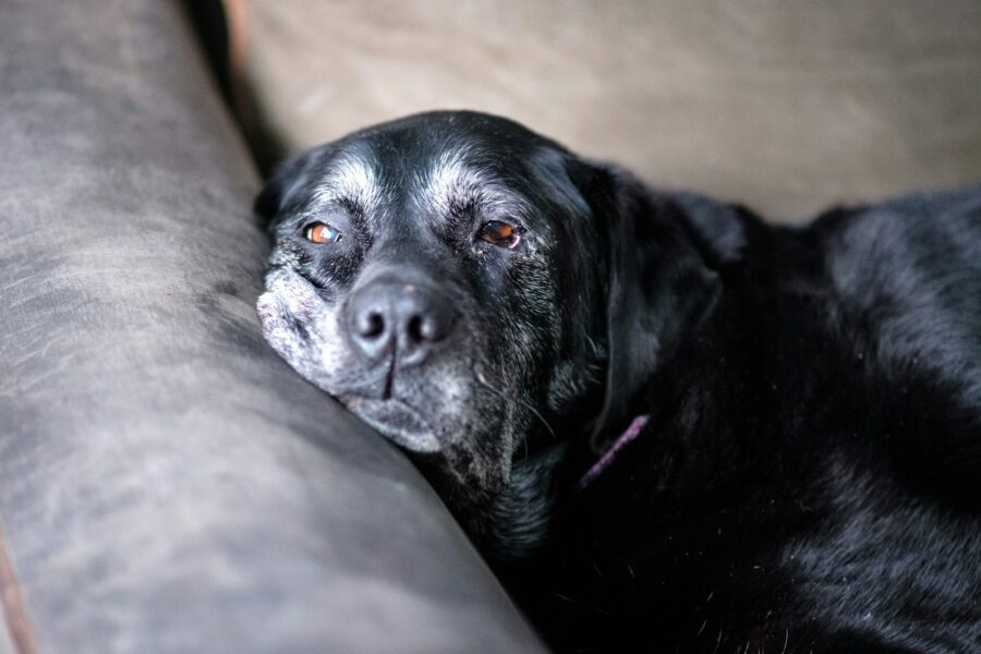 Senior dog resting comfortable bed
