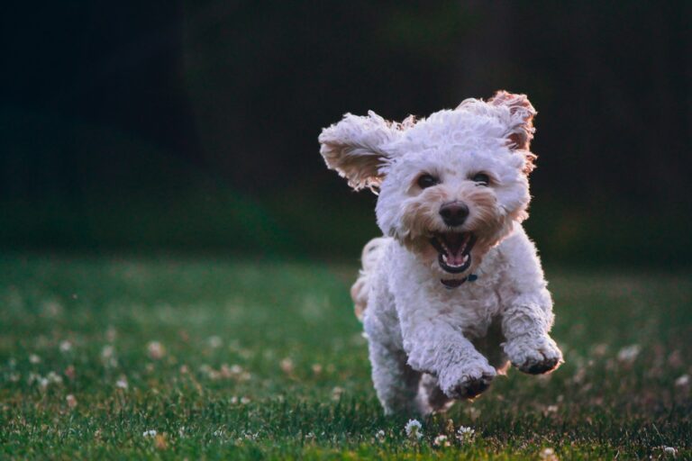 Dog running park motion shot