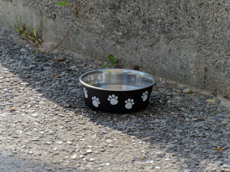 Dog water bowl cafe floor