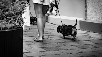 Finding the right collar and leash for comfortable walks with your dog