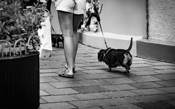 Finding the right collar and leash for comfortable walks with your dog