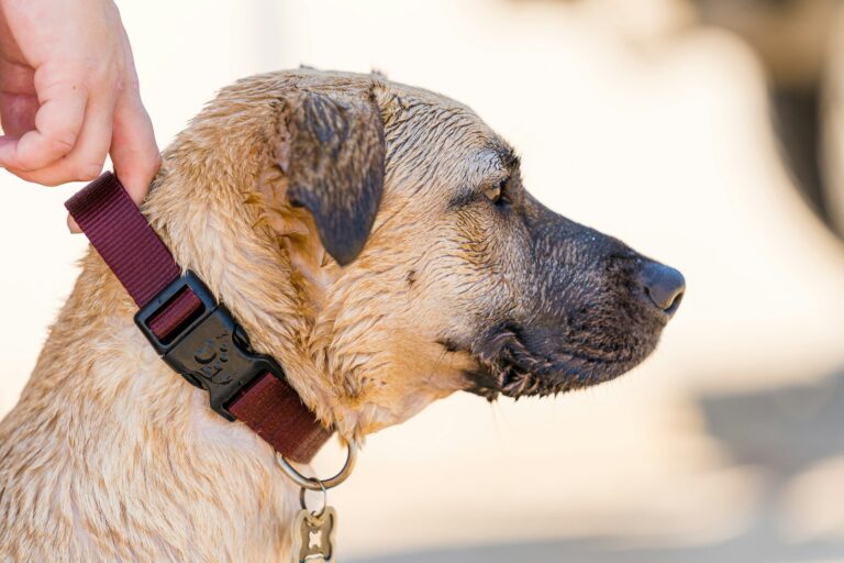Dog martingale collar closeup