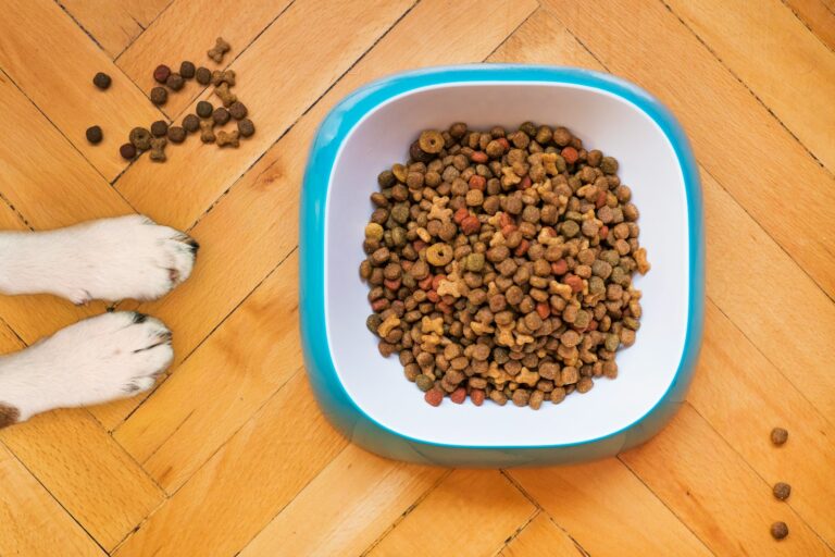 Vet examining dog skin dog food bowl kibble
