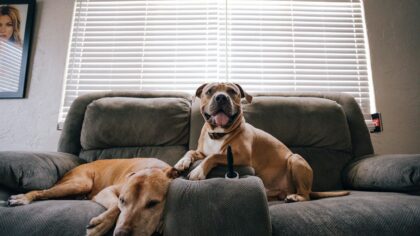 Food allergies in dogs: recognizing reactions and choosing safer meals