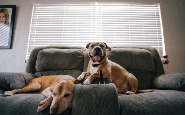 Food allergies in dogs: recognizing reactions and choosing safer meals