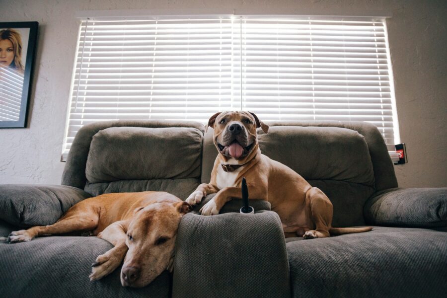 Dog scratching paw indoor couch