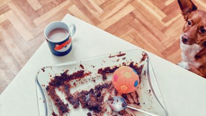 Foods dogs should avoid: everyday items that can put your pet at risk