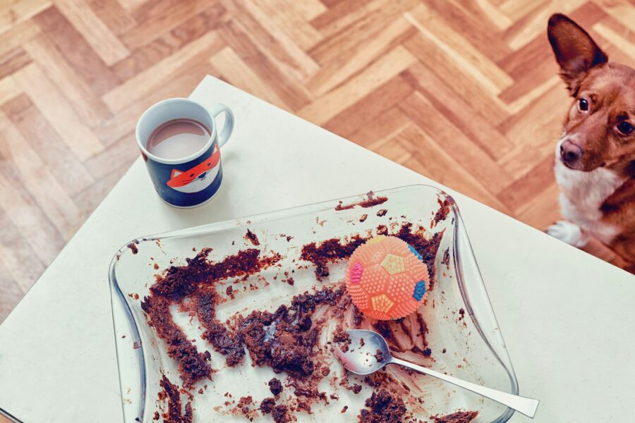 Dog looking plate human food table