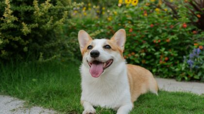 Gardening with your dog: creating a safe, engaging yard for both of you