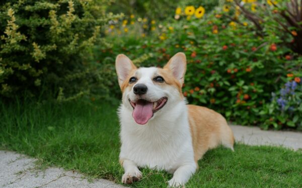 Gardening with your dog: creating a safe, engaging yard for both of you