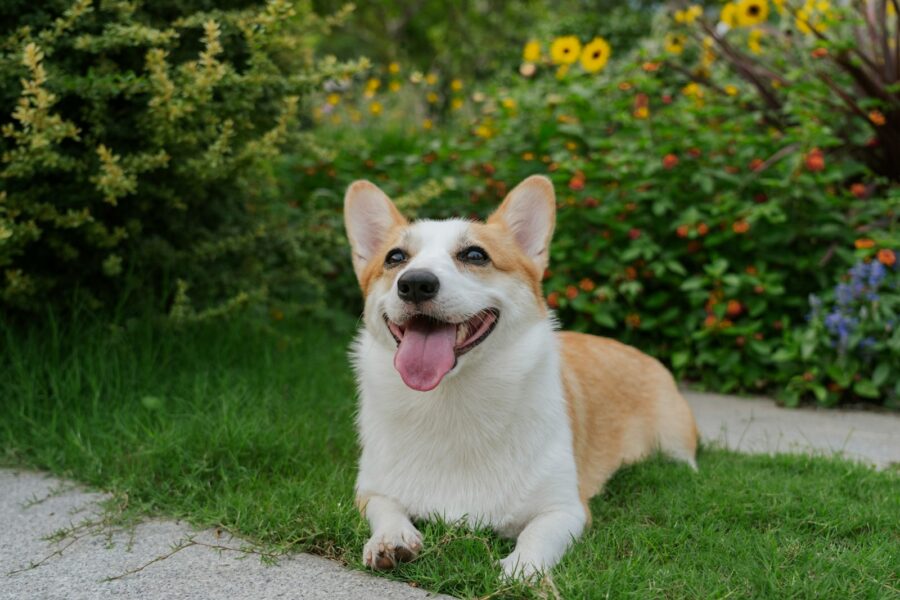 Dog garden flowers grass