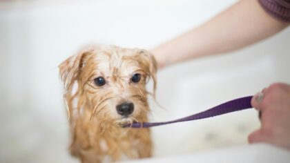 Gentle grooming for puppies at home: simple coat care that builds trust