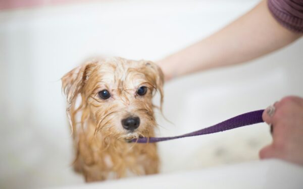 Gentle grooming for puppies at home: simple coat care that builds trust