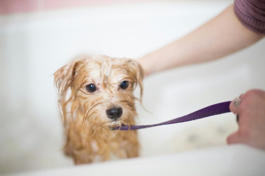 Golden retriever puppy grooming brush bathtub