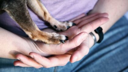 Gentle handling exercises that make vet visits and grooming easier for your dog