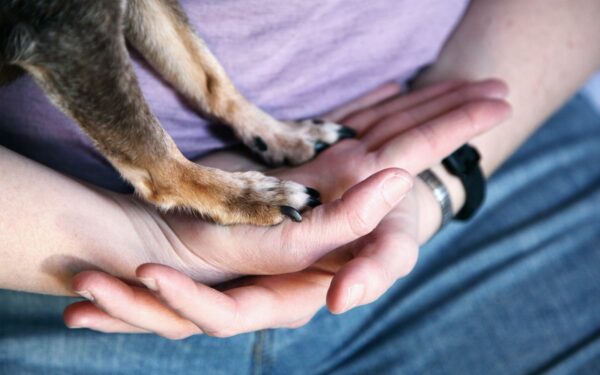 Gentle handling exercises that make vet visits and grooming easier for your dog