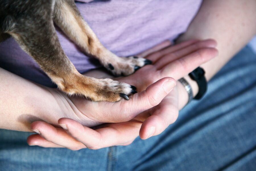 Dog owner gentle handling paws home
