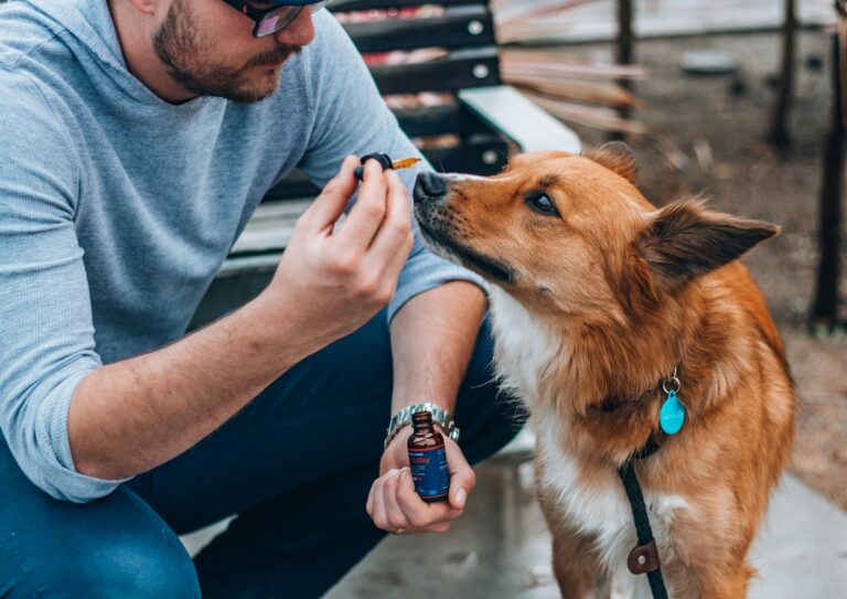 Dog owner holding paw nail grinder dog relaxed