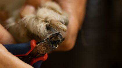 Gentle nail care for dogs at home: a beginner’s step-by-step guide