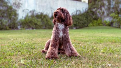 Growing up with a mixed dog: realistic expectations for size, coat and character