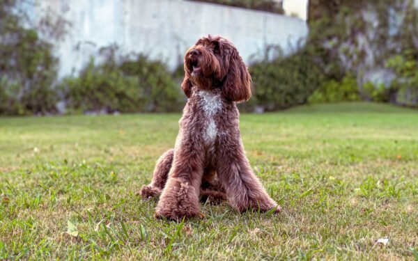 Growing up with a mixed dog: realistic expectations for size, coat and character