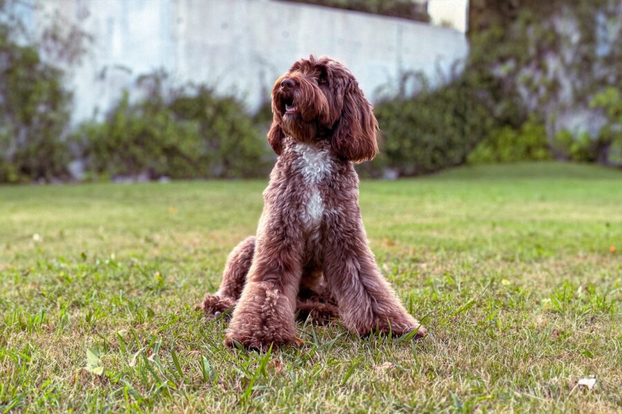 Mixed breed dog sitting grass