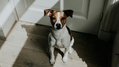 Guiding your dog to keep four paws on the floor instead of jumping