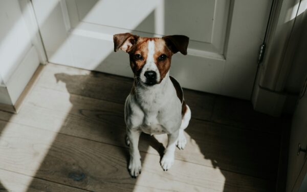 Guiding your dog to keep four paws on the floor instead of jumping