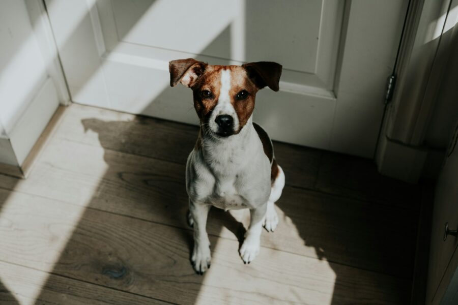 Dog sitting politely greet visitor indoors