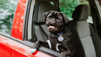 Helping your dog feel calm and safe in the car