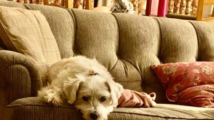 Helping your dog live peacefully with cats and other pets