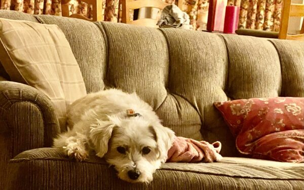 Helping your dog live peacefully with cats and other pets