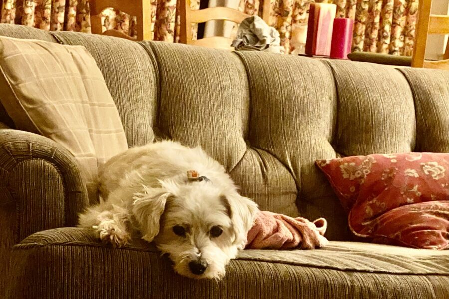 Dog cat relaxing sofa