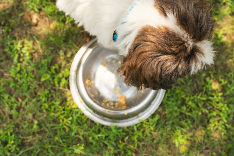 Person scooping dog food stainless bowl