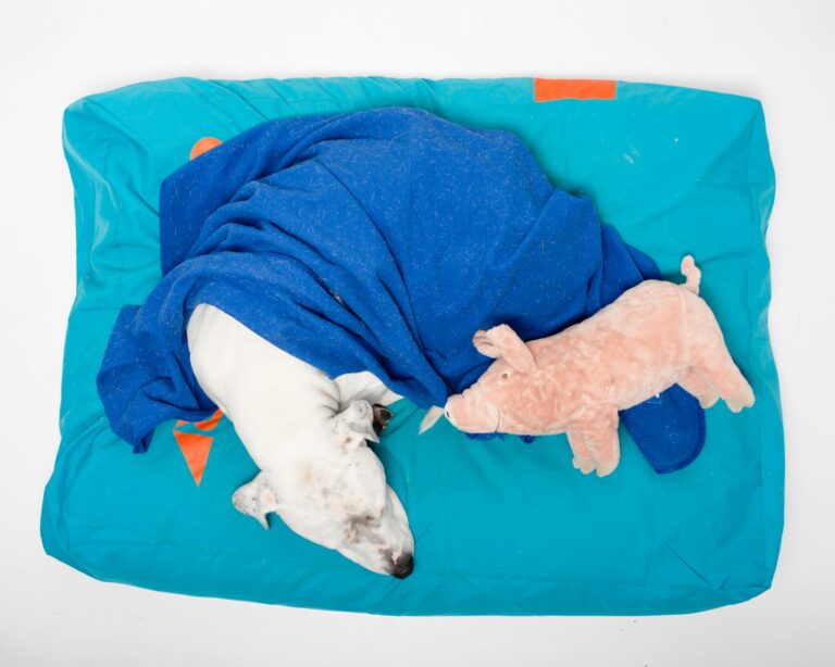 Dog crate cozy blanket toy