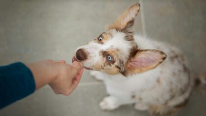 House habits for adult dogs: humane steps for reliable toilet routines